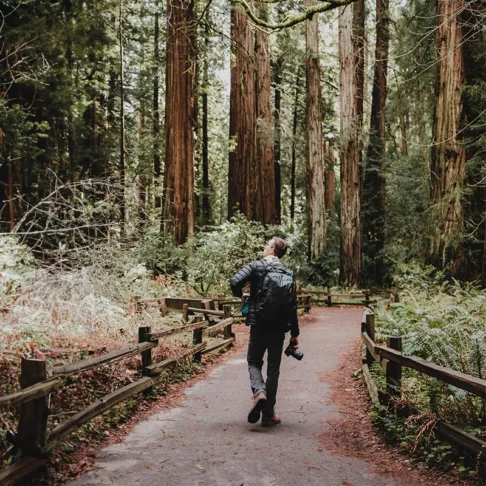 An individual on a path in the Muir Woods forest.