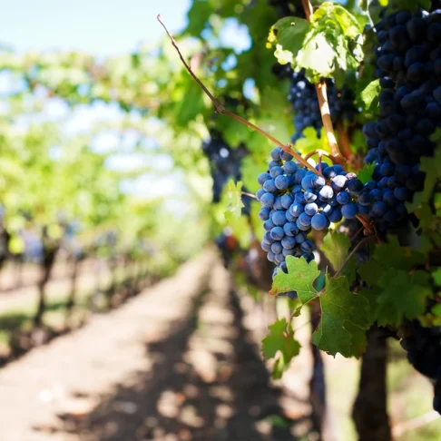 Grapes on a grapevine in Napa Valley, California.